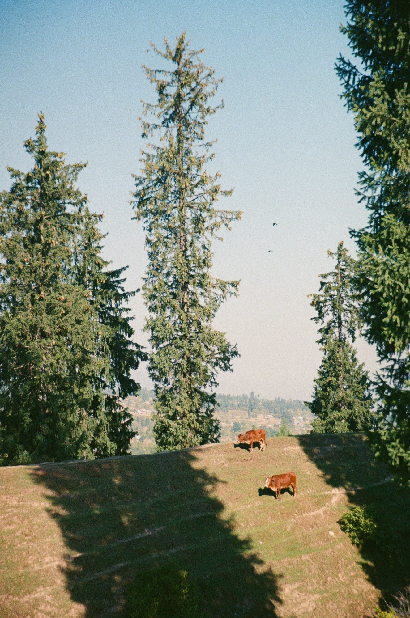 Photograph shot on Fujifilm 400