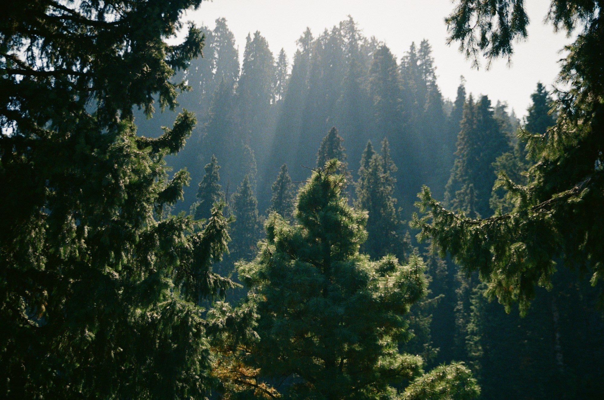 Photograph shot on Fujifilm 400