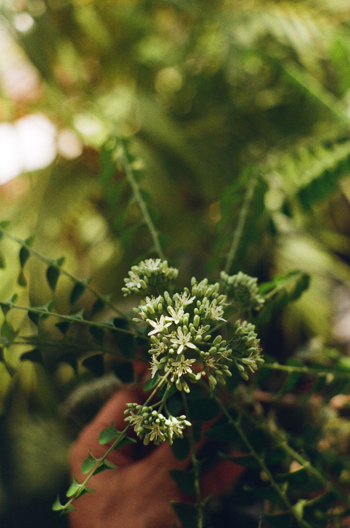 Photograph shot on Kodak ColorPlus 200