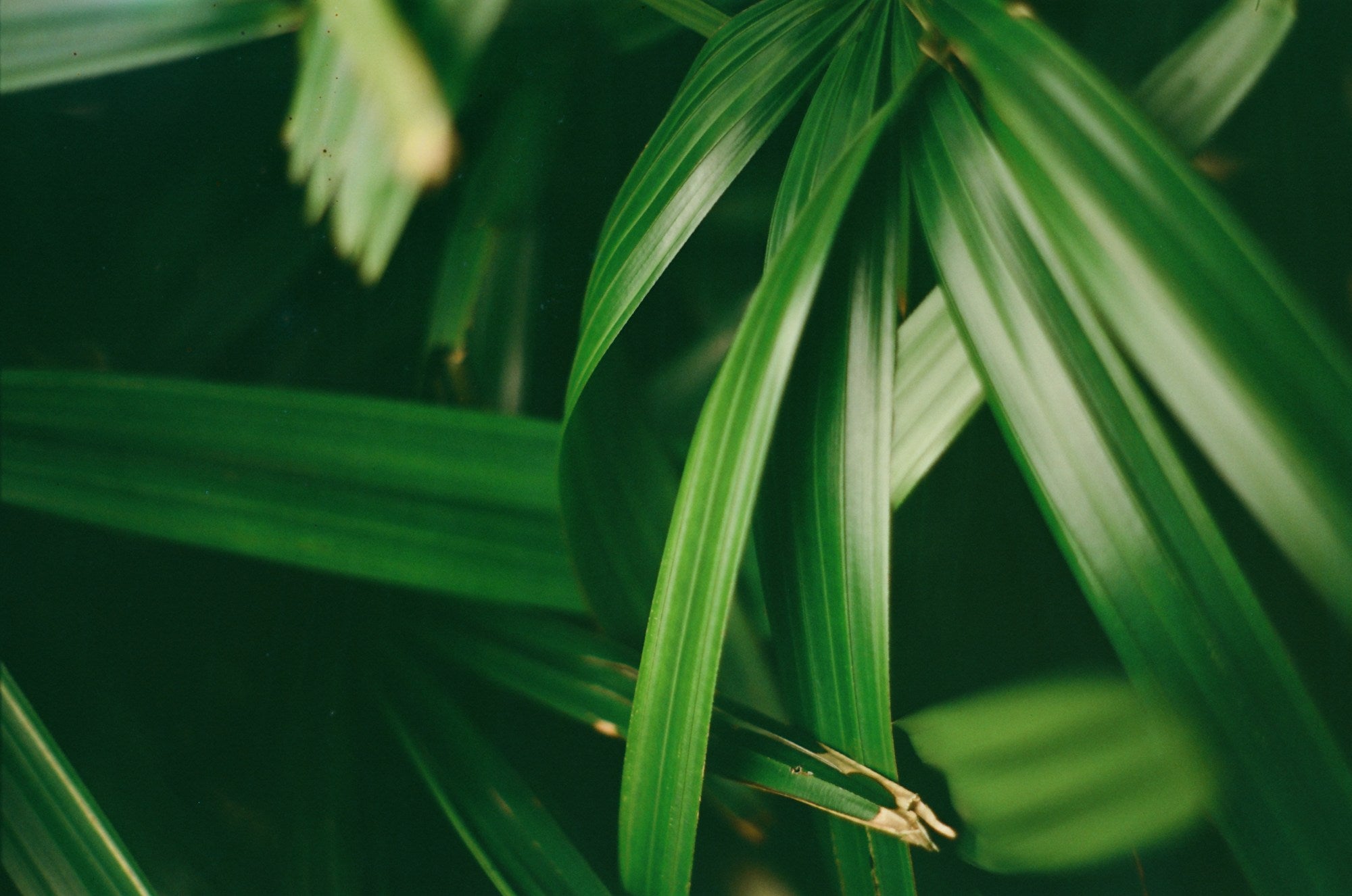 Photograph shot on TPP Vision3 - 50D