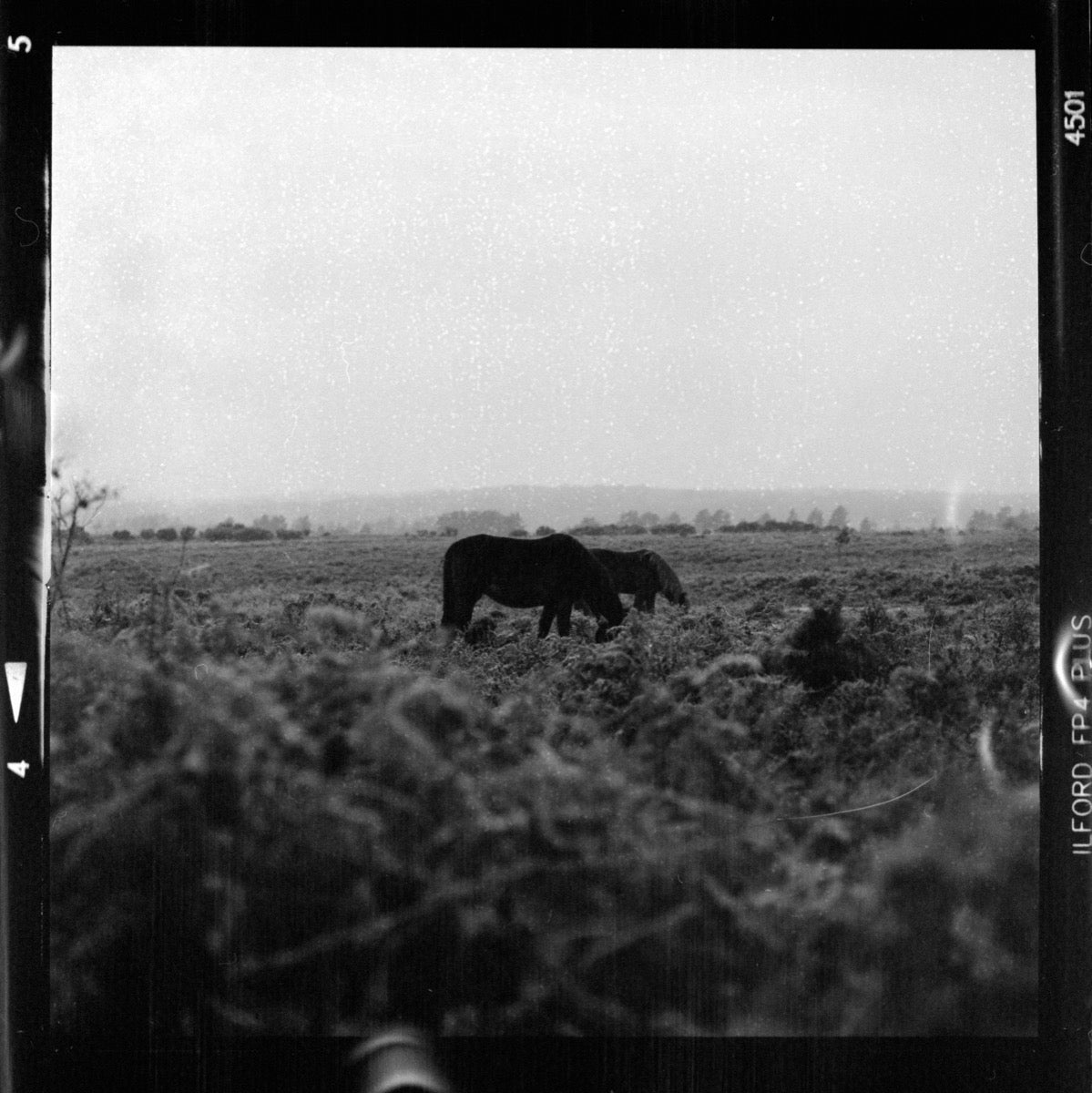 Black-and-white medium-format negative showing two animals grazing in a field